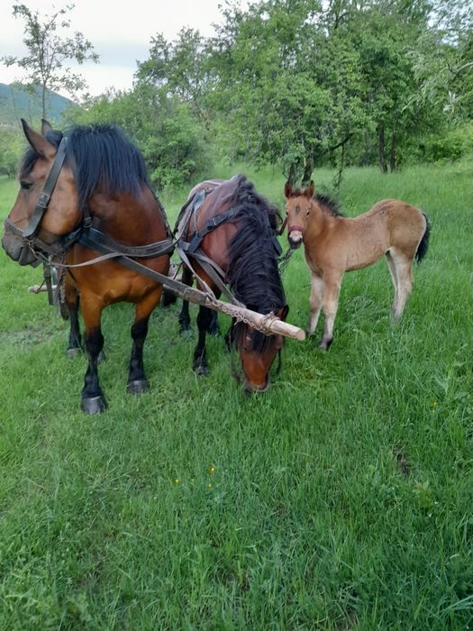 Iepe de vanzare  foarte cuminti