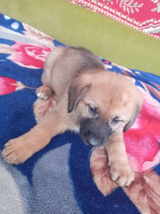 Отдодим в добрые руки