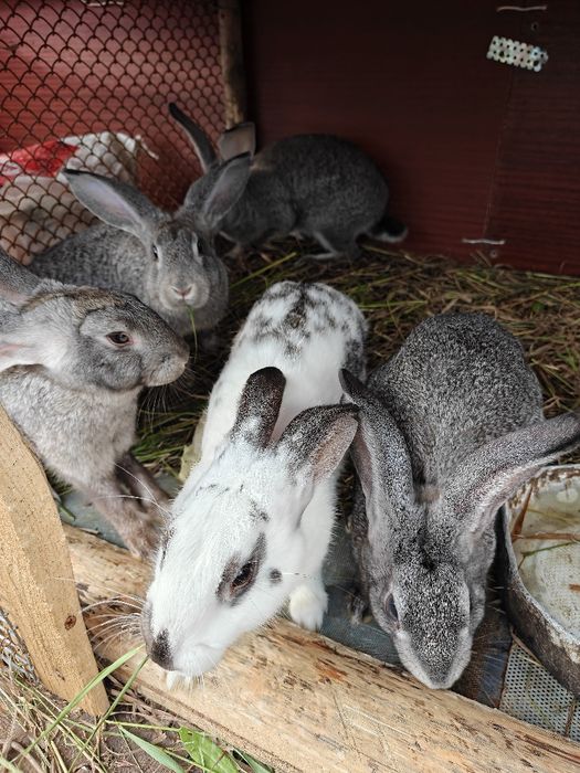 Кролики шиншиллы