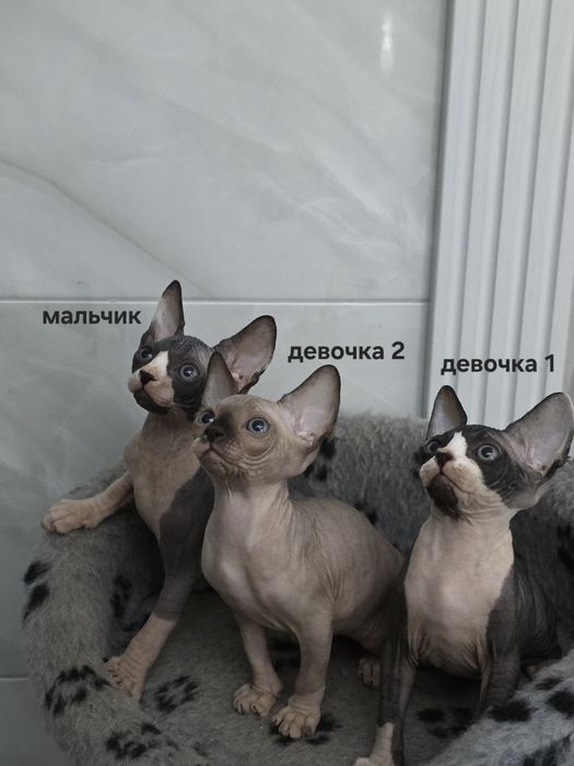продам котят породы сфинкс