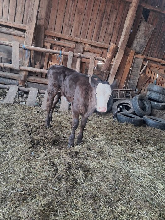 Vând juninca de 3 anii gestanta an 8 lunii .vitea de 2 lunii