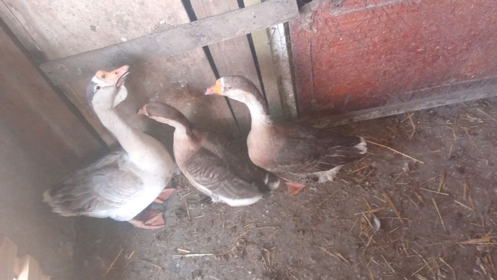 Vănd boboci de  găsgă 2 rase diferite