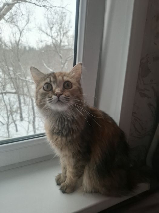 Продам кошку породы Бобтейл