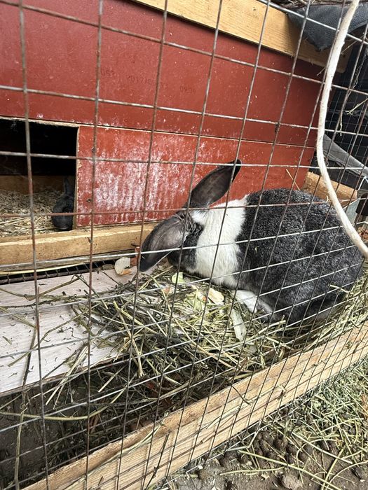 Quyonlar ko'p xarxilidan bor qizbola erkaklari