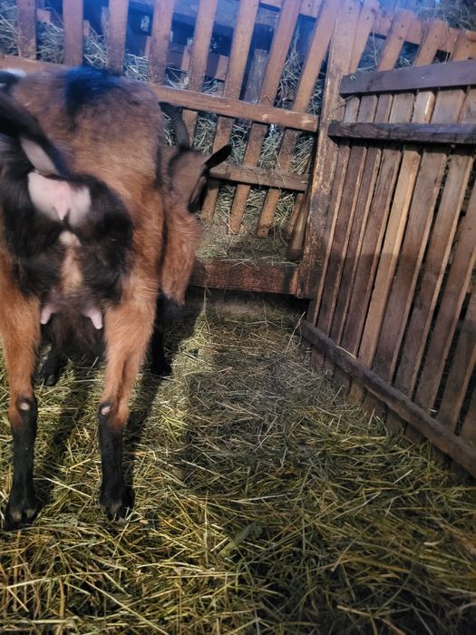 Alpina la prima fatare