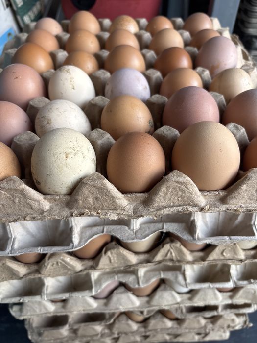 Продам домашние яйца