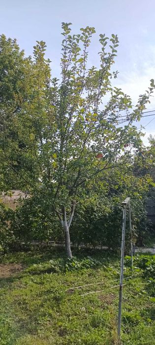 Продам дачу, СО Легенда