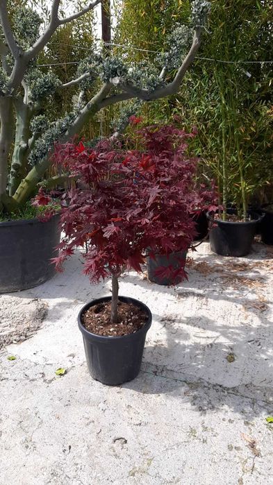 Artar japonez frunzis spectaculos livrare rapida in toata tara