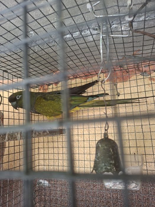 Vand schimb conure patagonian