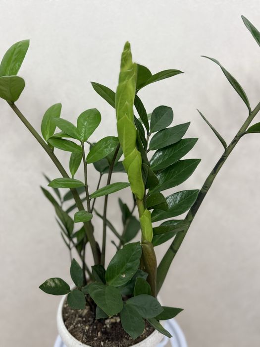 Долларовое дерево 8500 тенге