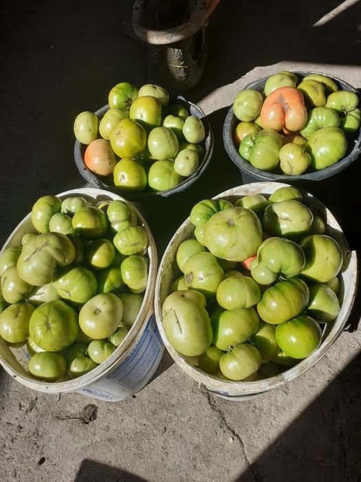 Gogonele in saramura.