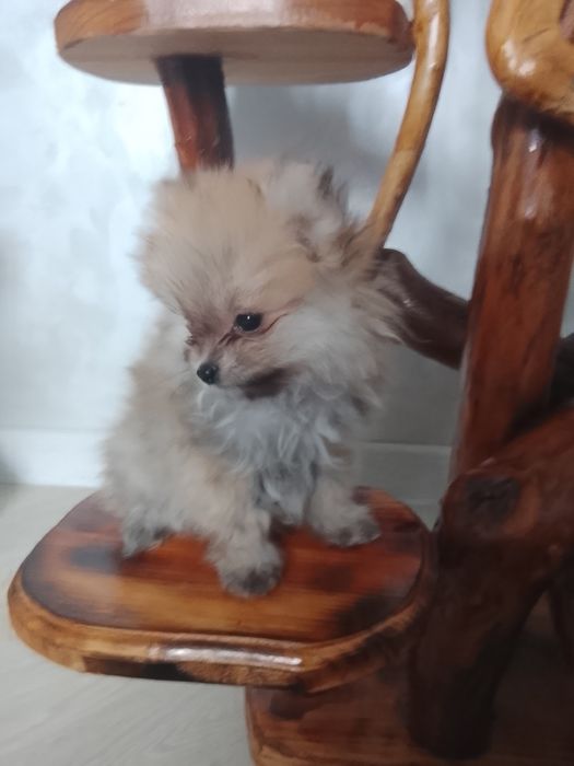 Малые немецкие шпицы