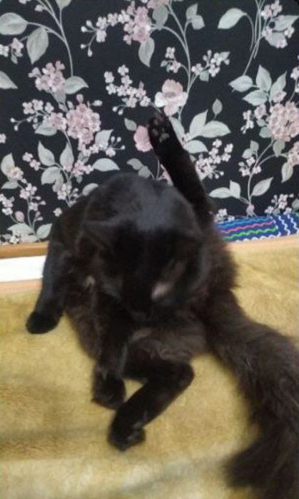 Отдам кота в добрые руки