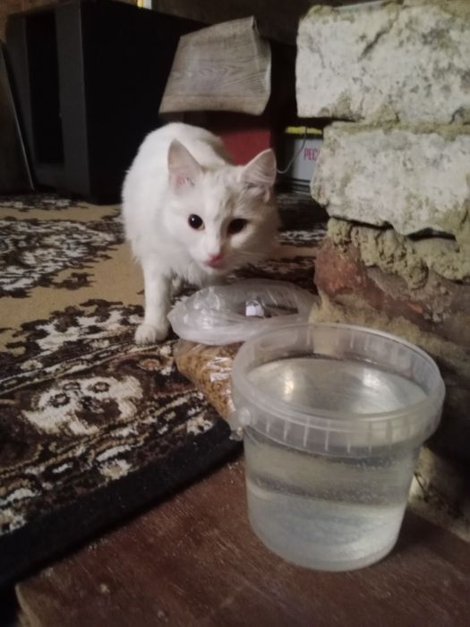 Отдам даром кошечку