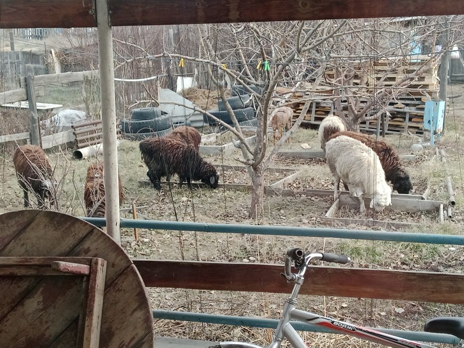 Кой еті, туша баранина