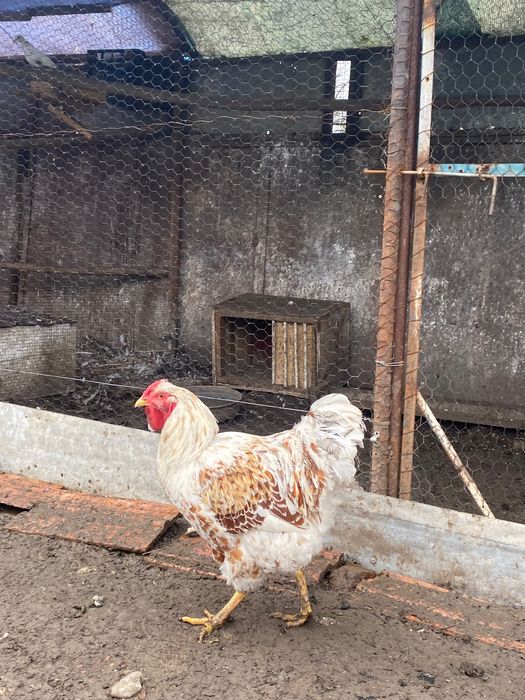 Cocos Wyandotte Splash