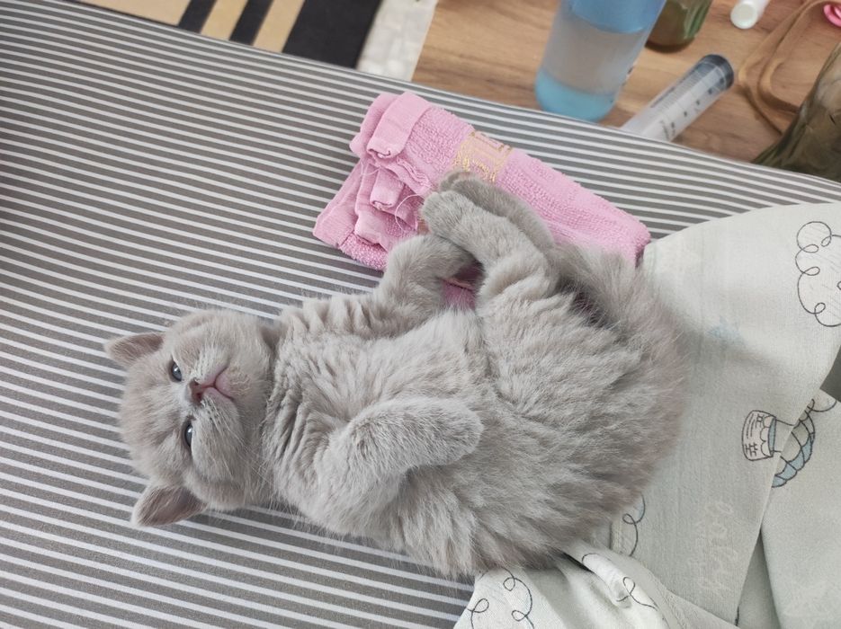 Вязка кот британец