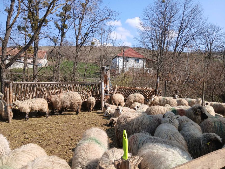 Oi de vanzare jud sibiu