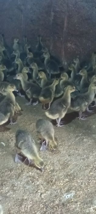 Gâscuțe,  pui mixti și price ouătoare de vânzare!