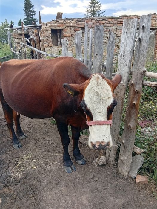 2коровы по разной цене