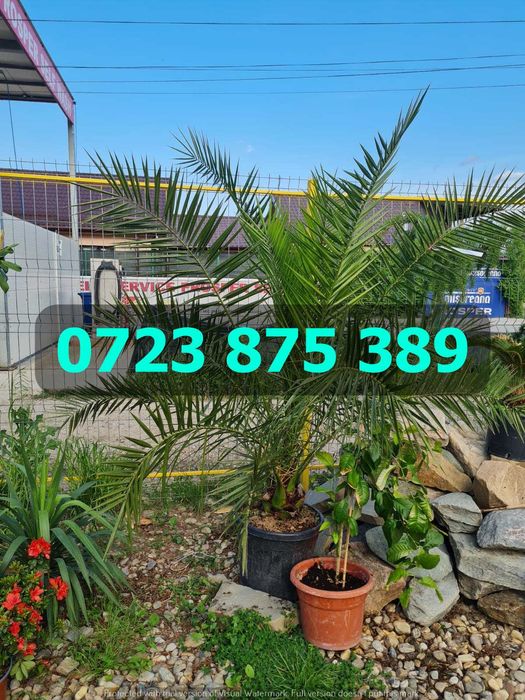 Arbori Decorativi Viguroși – Livrare în Siguranță cu Flotă Proprie