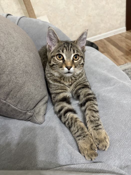 Котенок девочка в добрые руки