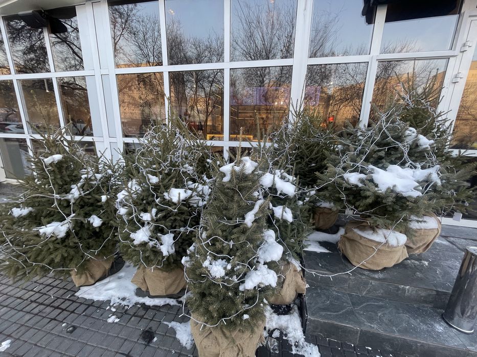 Ёлка живая в горшке