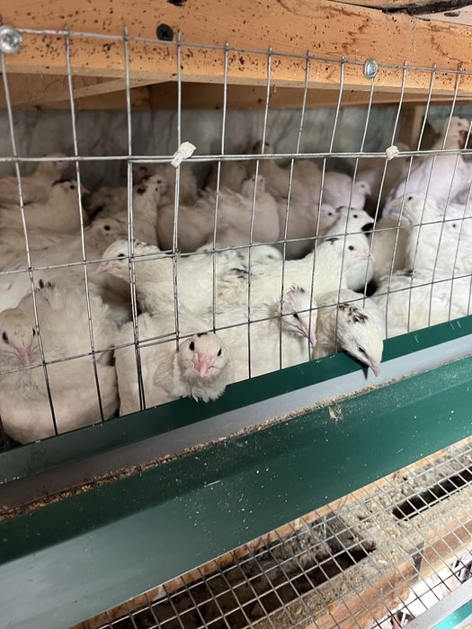 Яйца перепелки для инкубации