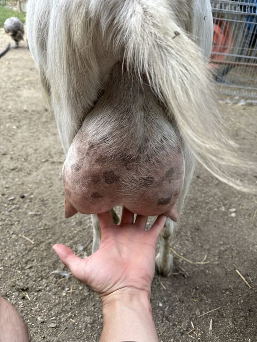 Tapusori saanen diferite varsta