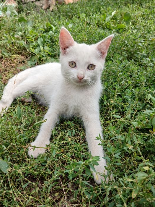 Продам котят турецкой ангорки.