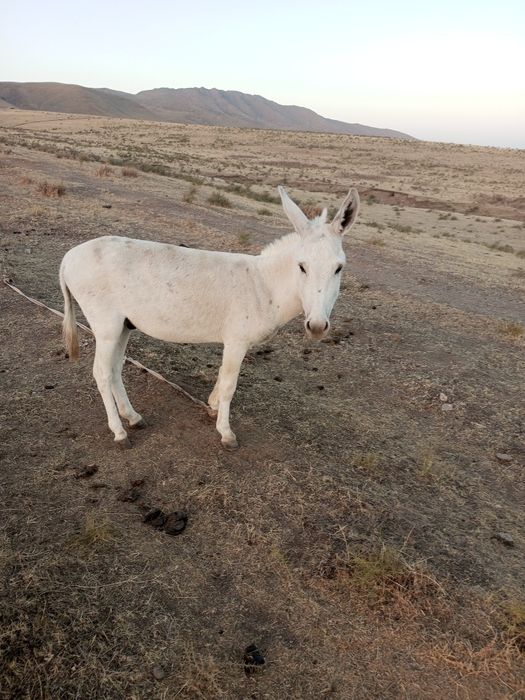 U iflos jinsiy aloqaga rozi boldi porno filmini onlayn tomosha qiling