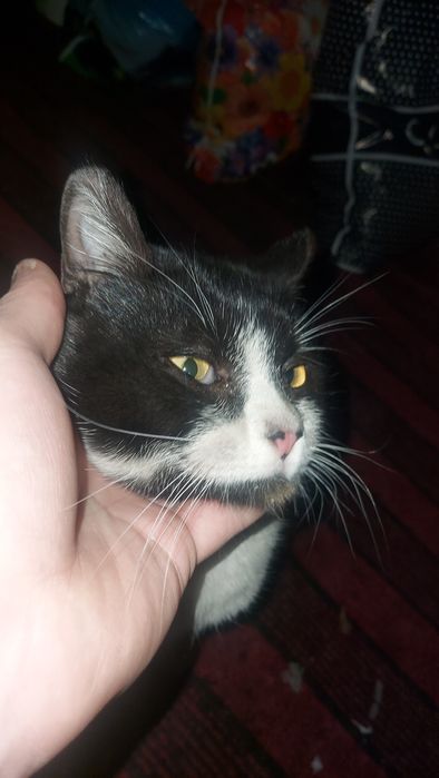 Отдам кота в добрые руки