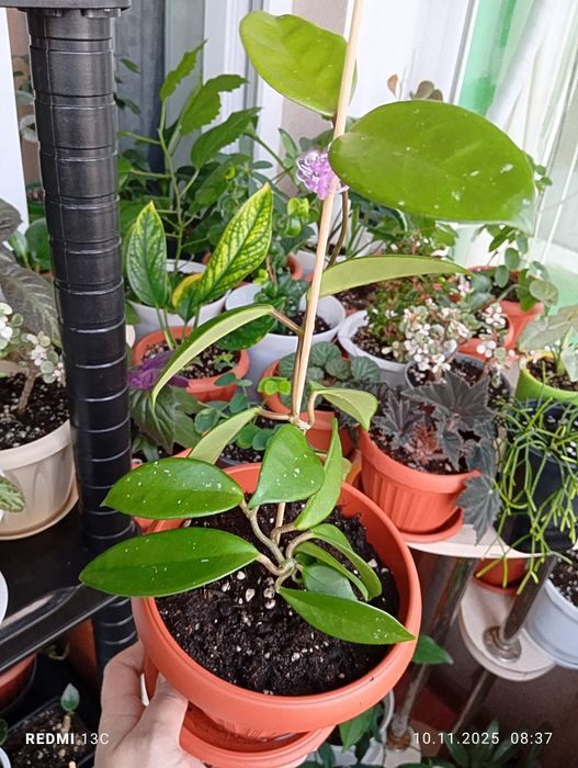 Продам цветы комнатные