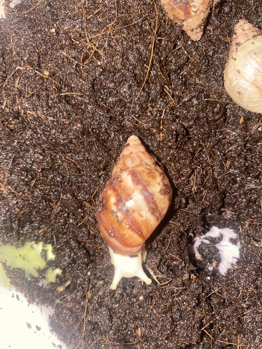 Ulitka ishtahasi yaxshi