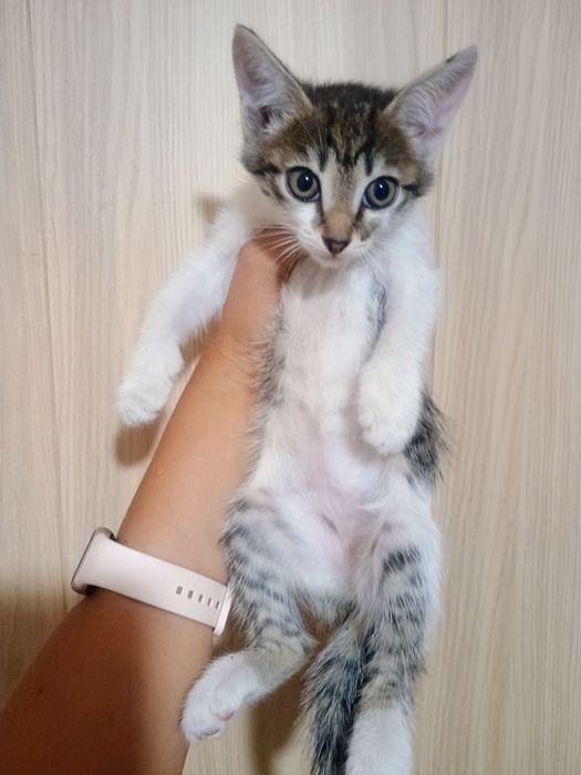 Отдам в добрые руки котят