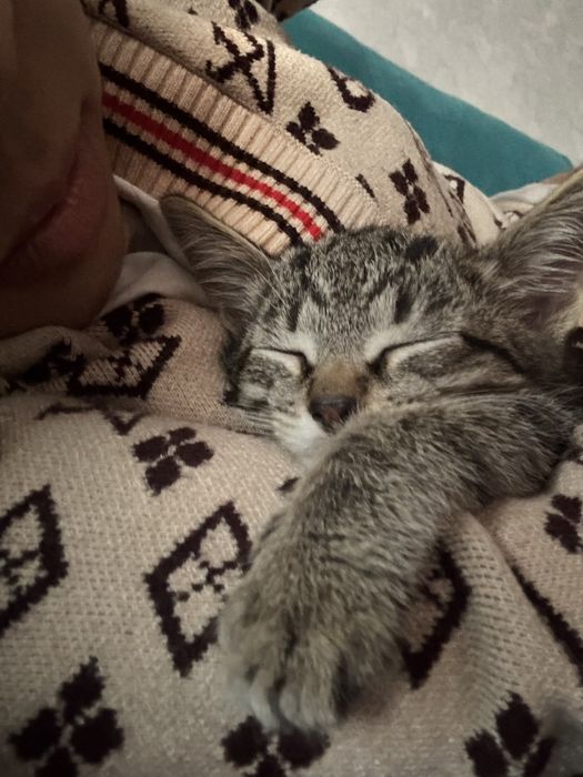 Кошка бесплатно примерно 2ух месечный