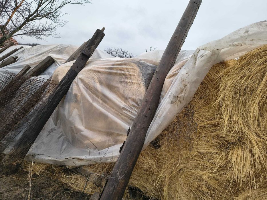 De vânzare baloți de fân + 2x capre cu țap