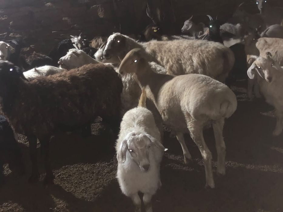 Продам ярок кастрат