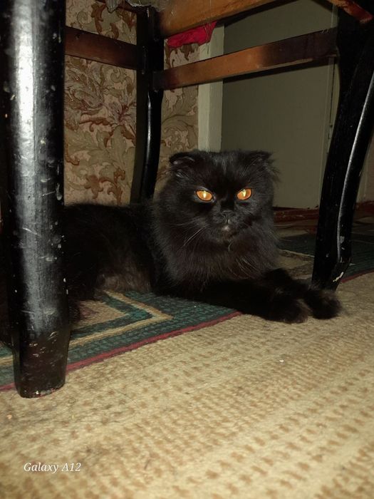 Кошка, скотиш фолд.