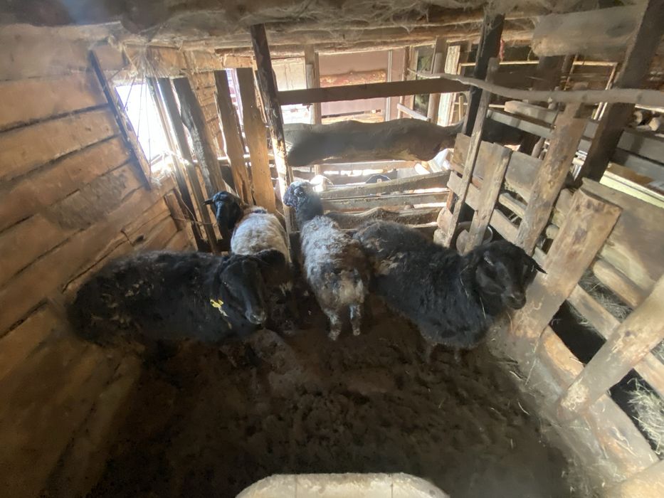 Семіз қойлар сатылады откормда