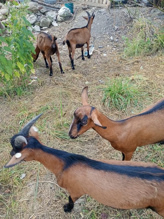 Vând țăpișor alpin francez