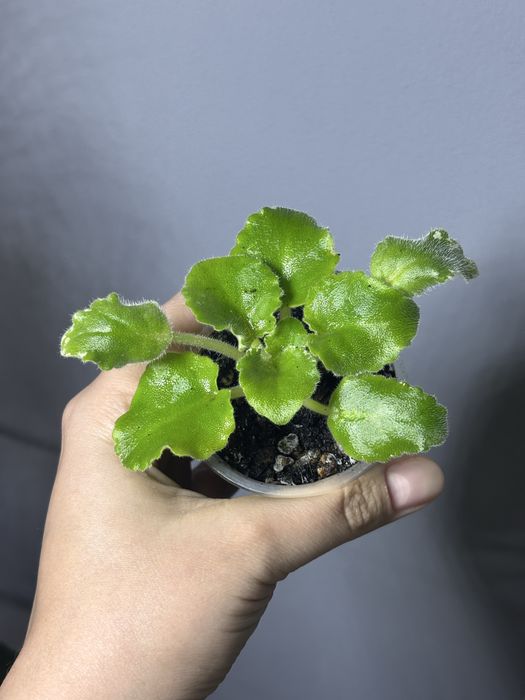 Фиалки сортовые стартеры