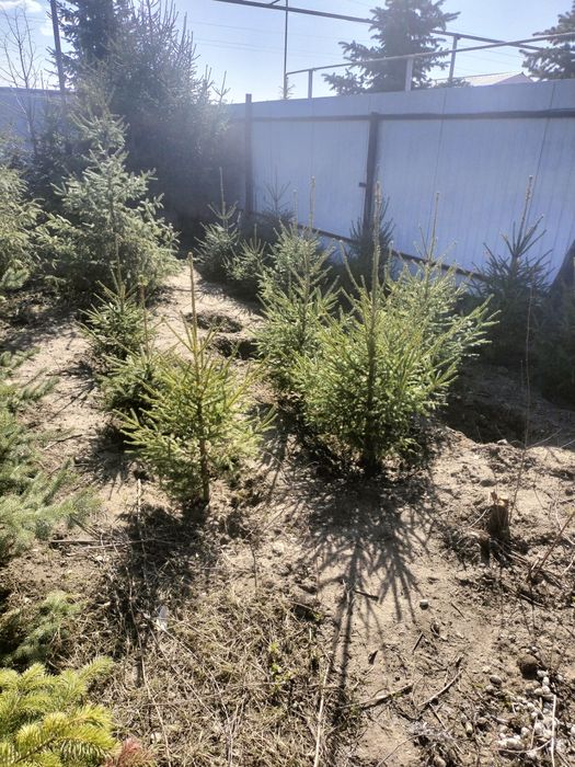 Ели голубые и сибирские