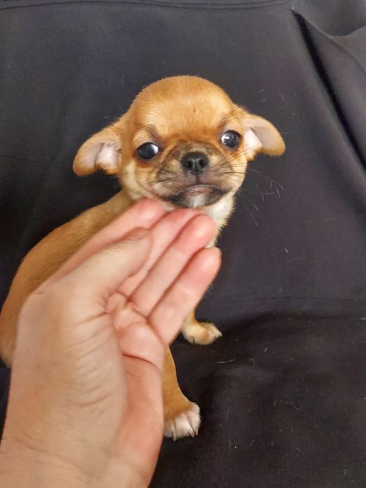 Продаю щенков чихуахуа