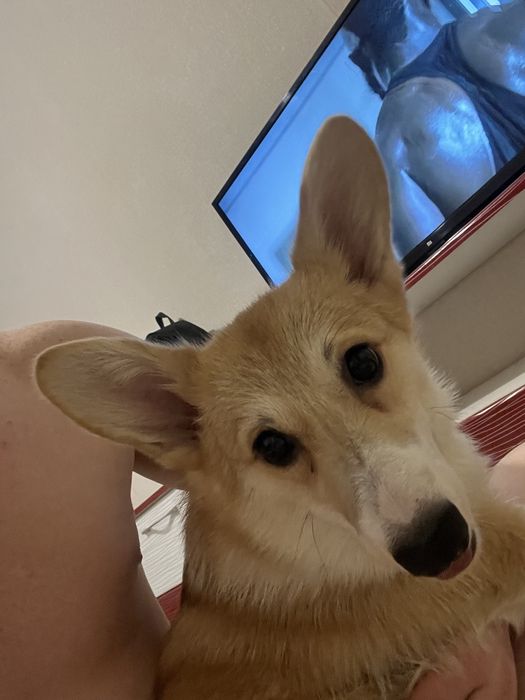 Продам королевский корги девочка срочно