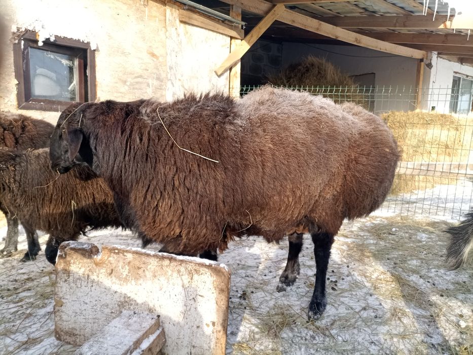 Продам кошкара порода гиссар