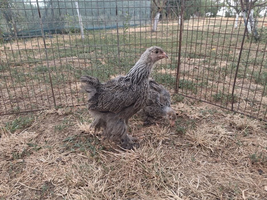 Brahma herminat inchis