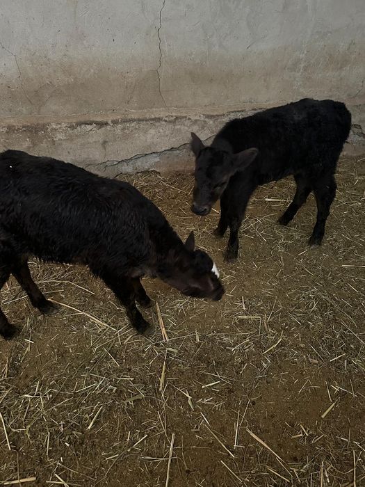 Продам бычки Хороший породы