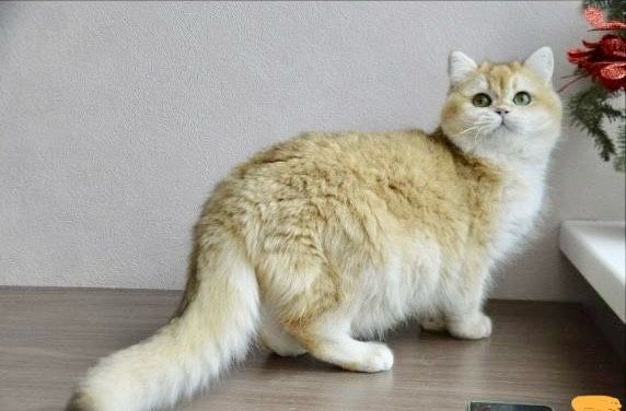 Vyaska zalatoy shinshilla