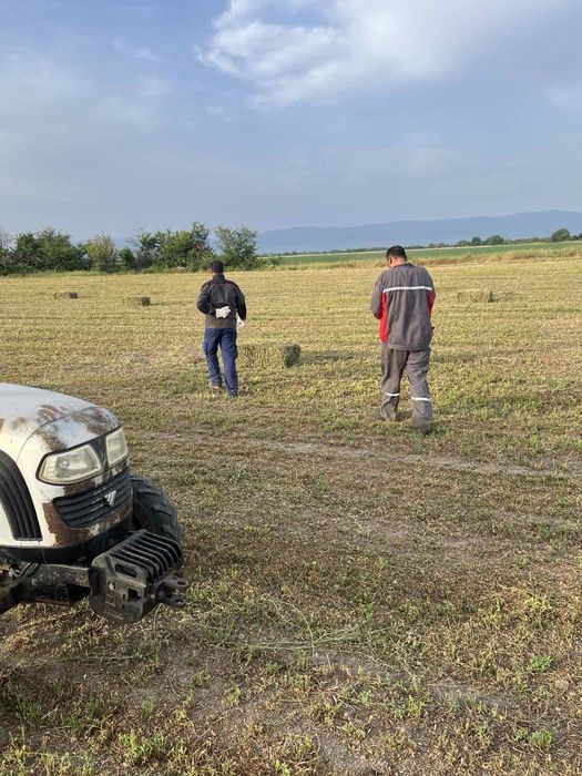 Бали люцерна малки